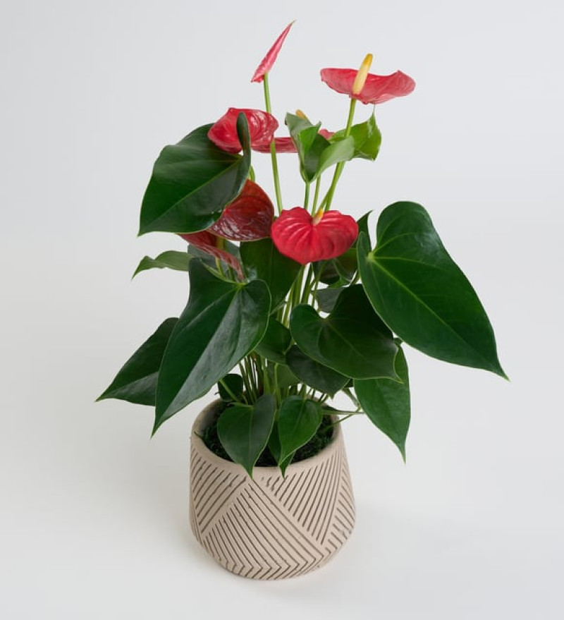 Geometrik Çizgi Desenli Saksıda Antoryum Bitkisi