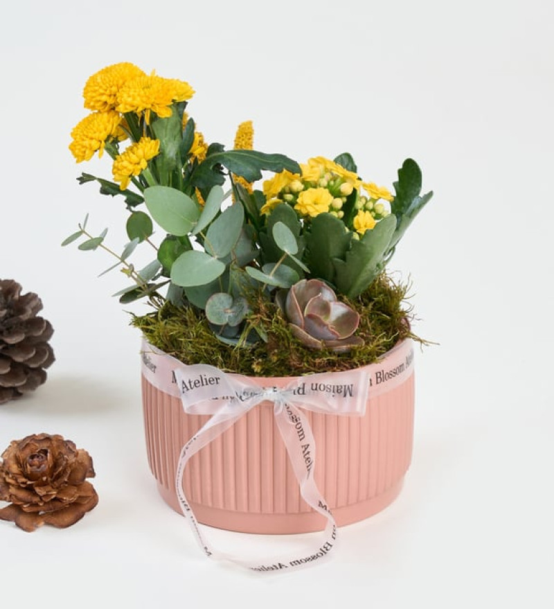 Kiremit Saksıda Sarı Kalanchoe ve Echeveria