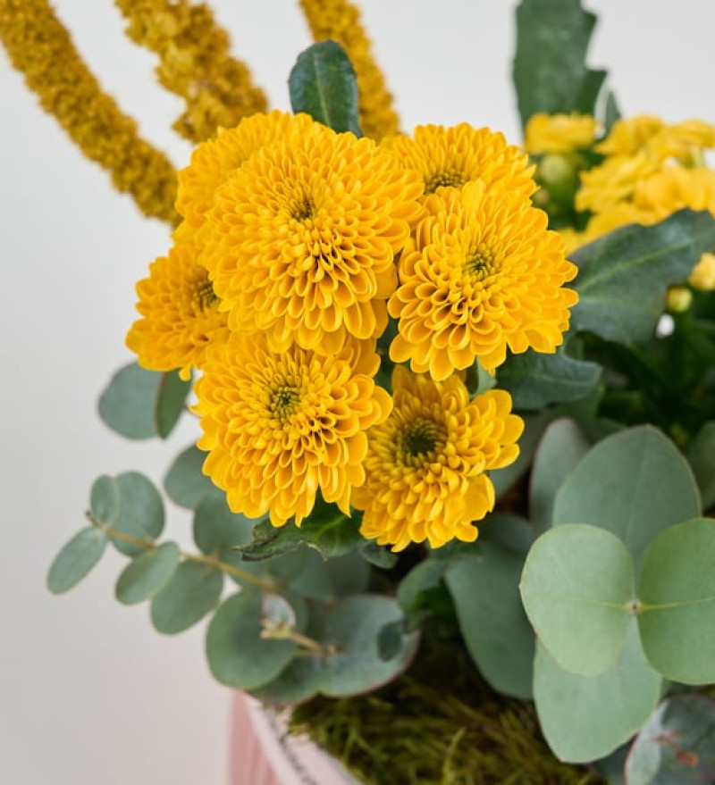 Kiremit Saksıda Sarı Kalanchoe ve Echeveria