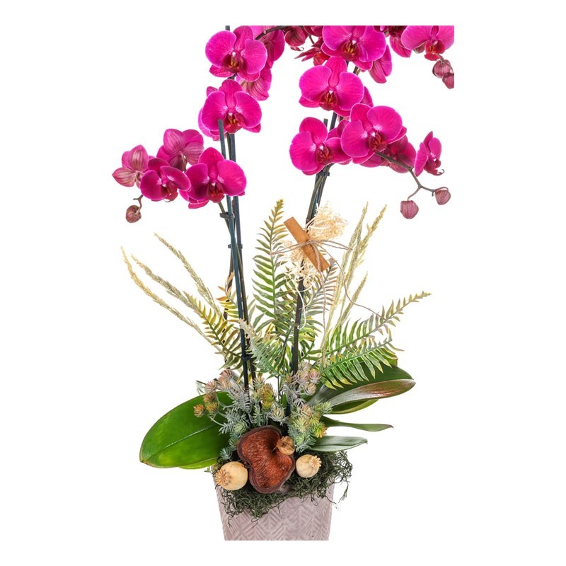 Tonal Bloom Premium Orkide