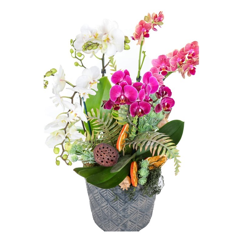 Lush Radiance Orkideler